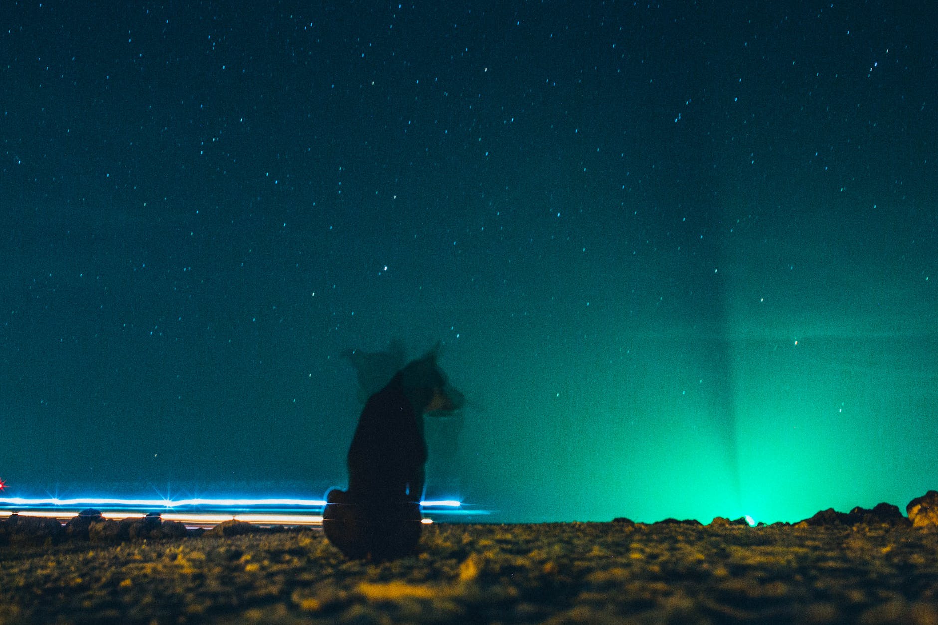 dog sitting on ground under blue starry sky